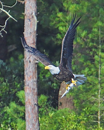 eagle with fish